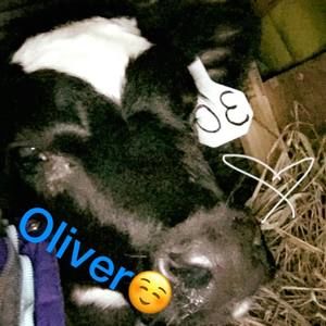 Meet your Posher, Zoe lynn fenner